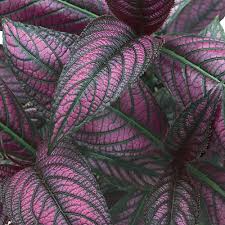 Strobilanthes Dyerianus Persian Shield Live Plant - 4" Purple Silver Foliage - Heat & Drought Tolerant Houseplant