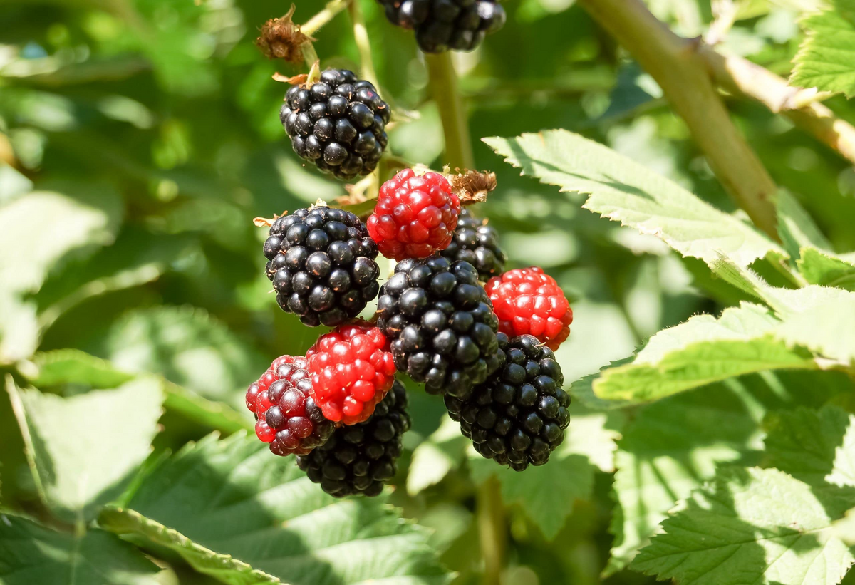 Live Bare Root Starter Plant Apache Thornless Blackberry, Rubus, High-Yield Fruit Producer, Easy to Grow, Thornless Canes
