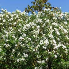 Oleander White Live Cuttings, 7 Unrooted 6" Plants, Fast-Growing Evergreen Shrub, Nerium Oleander, USDA Zones 8-10