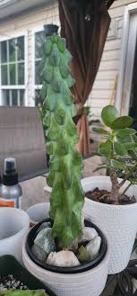 3" Ish Boobie Cactus Starter Plant - Unique Live Cactus Cutting - Ideal for Collectors - (No AZ Shipping)
