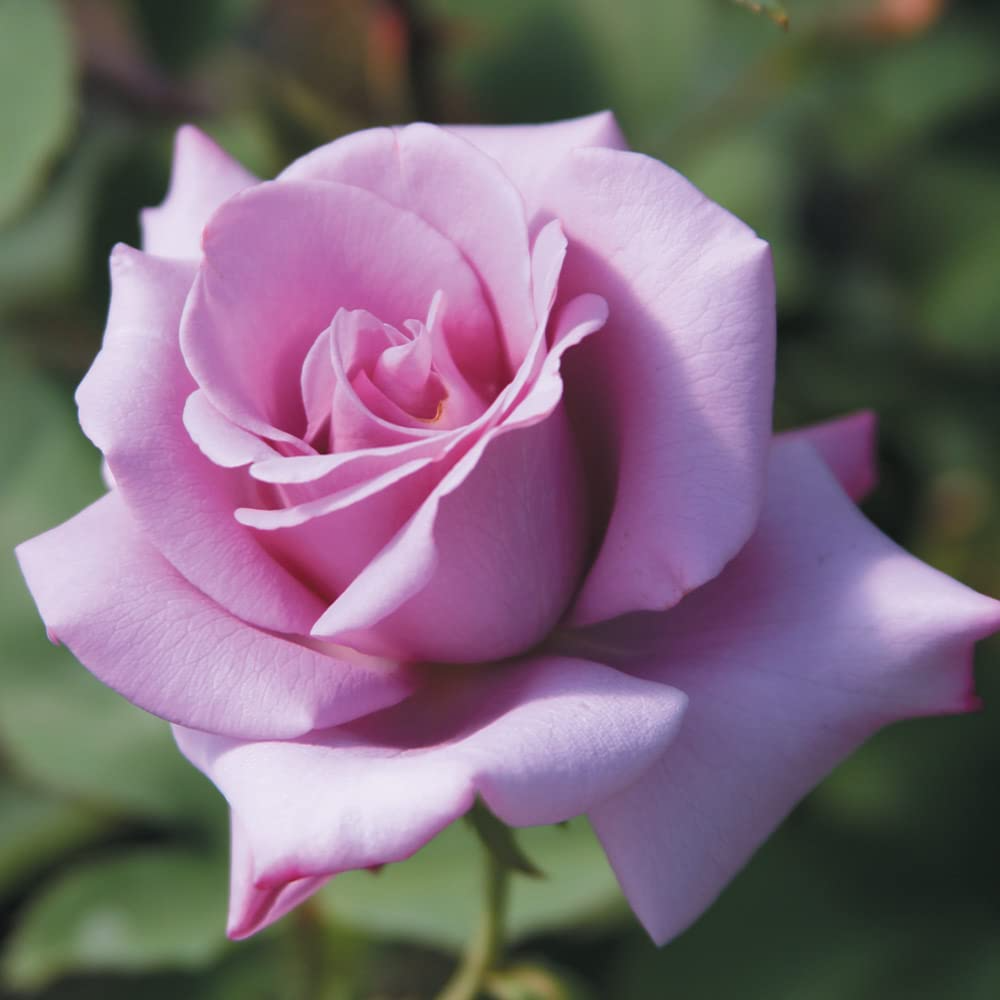3 Unrooted Cuttings 6" Rosa ‘Blue Girl’ Hybrid Tea Rose | Fragrant Lavender-Blue Blooms | Easy to Propagate Rose Plant