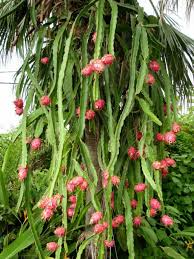 2 Red Dragon Fruit Cuttings - 6-8 Inches - Pink Skin Red Flesh - Hylocereus costaricensis - Fresh Plant Cuttings Ready to Grow
