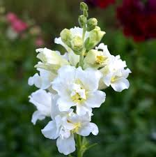 Snapdragon Seeds 1000+ Madame Butterfly Ivory Antirrhinum majus Ruffled Blooms for Garden & Cut Flowers