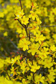 Chinese Winter Jasmine Cuttings - 5 Pieces, 12”+ Bright Yellow Flowers, Fast-Growing Vine, Jasminum nudiflorum, Zone 6-10