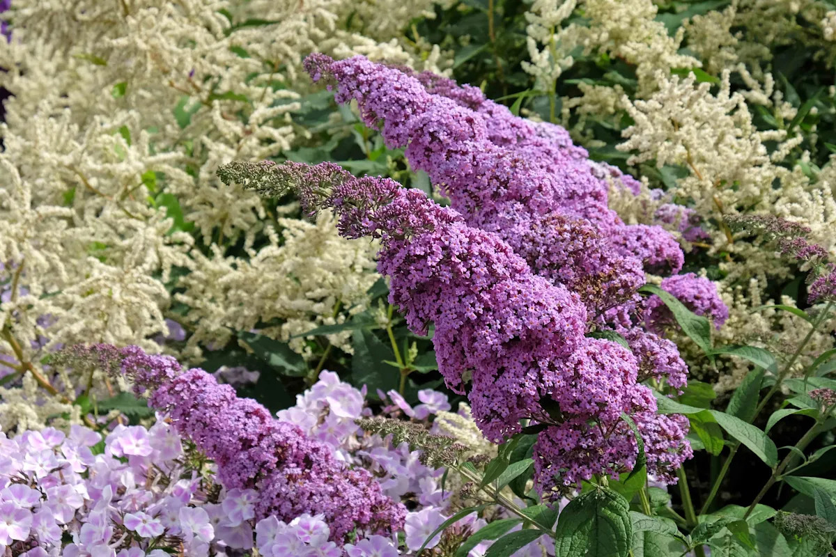 Purple Butterfly Bush Cuttings - 7 Unrooted 6" Live Plants, Buddleja davidii, Fast-Growing Flowering Shrub for Gardens