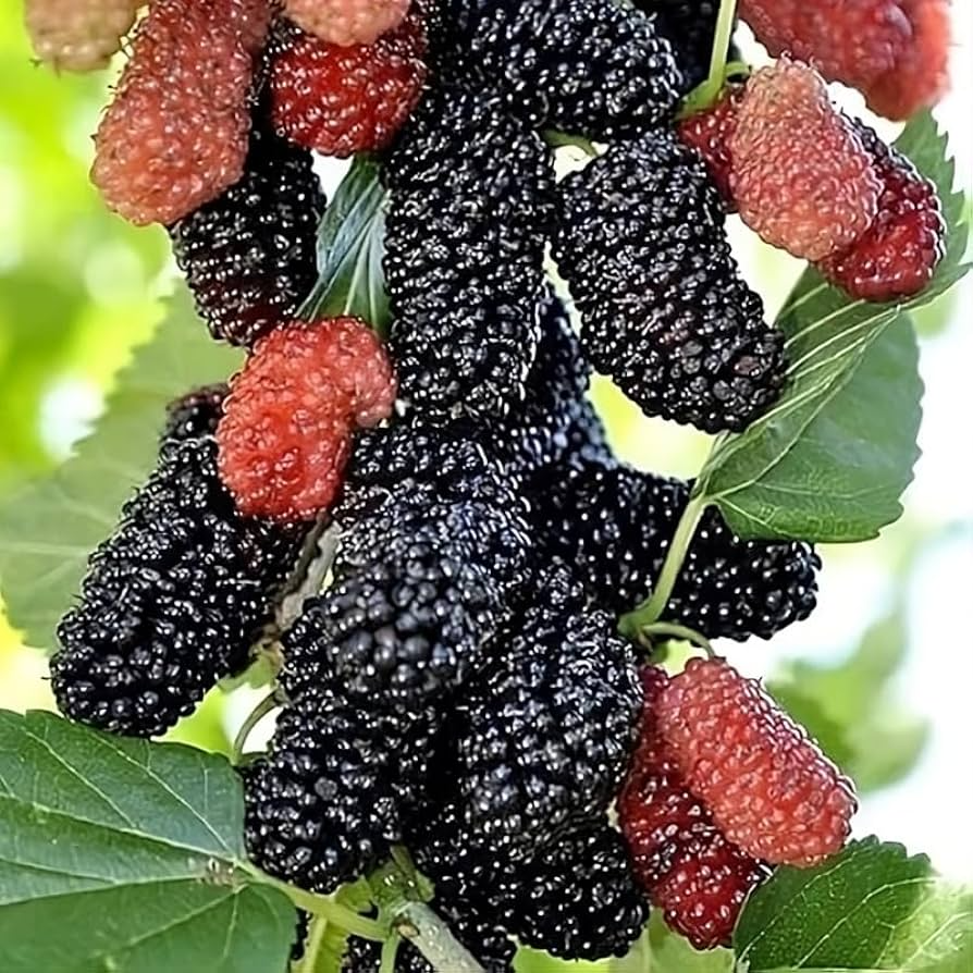 Illinois Everbearing Mulberry Starter Plant 3-15" (Morus alba) - Sweet, Fast-Growing Edible Fruit Tree for Home Gardens