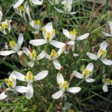 Albuca Humilis Live Plant Bulbs 5 Pack, Unique Green-White Succulent, Easy-Care Rhizome, Drought-Tolerant, Moon Garden Gift