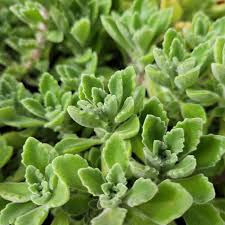 Vicks Plant - 2 Live 4" Bare Root Plectranthus tomentosa - Fragrant Succulent with Fuzzy Leaves, Ideal for Indoor Gardens