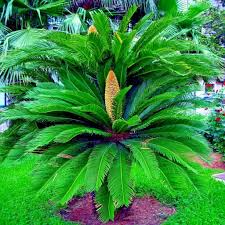 5 King Sago Palm Seeds - Cycas Revoluta - Hardy Tropical Cycad for Indoor & Outdoor Gardens - Slow-Growing Exotic Palm