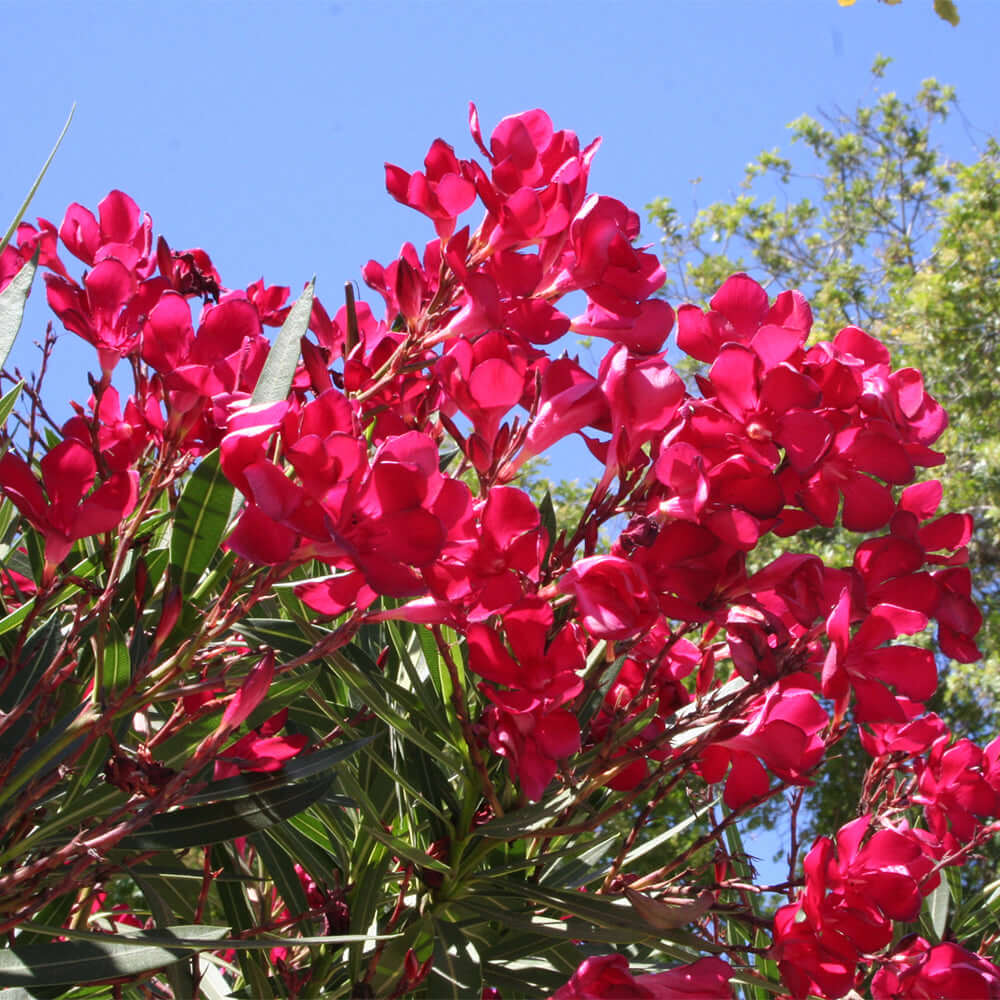 Oleander Live Cuttings 6" Red Flowers, 7 Unrooted Plants, Nerium Oleander, Fast-Growing Evergreen Shrub, USDA Zones 8-10