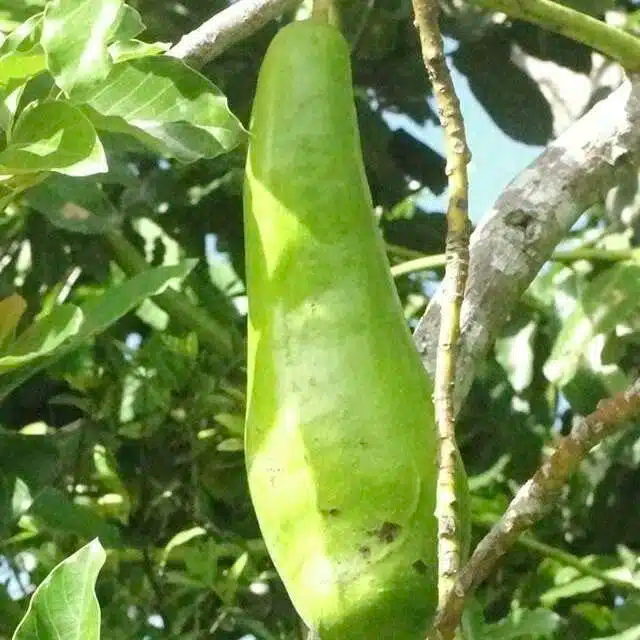 Live Starter Plant Avocado Long Neck 2-3' (Persea americana) Tropical Fruit Tree for Home Garden, High Yield, Edible Fruit