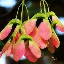 Acer tataricum Seeds - Tatarian Maple - Compact Cold-Hardy Ornamental Tree with Red Seeds for Bonsai or Landscape Use