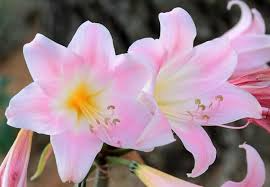 Amaryllis Bulb 1 Count Pink Naked Lady Amaryllis belladonna - Fragrant Blooms for Rock Gardens USDA Zones 8-11