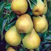 12 Unrooted Giant Bartlett Pear Tree Cuttings - Pyrus communis - High Yield for Grafting or Rooting, Ideal for Orchards