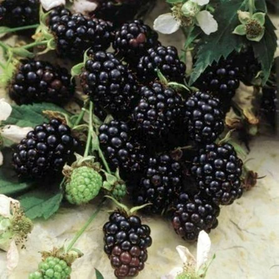 Sweetie Pie Blackberry Plant - Bare Root Starter - Rubus - Disease Resistant, Heat Tolerant, Juicy Blackberries