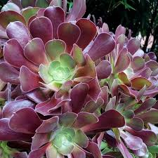 Aeonium Velour Succulent Cutting 4-5" Dark Purple Rosette Unrooted | Easy to Grow Indoor/Outdoor Plant