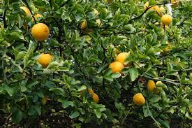 Hardy Orange Tree Seedling 6” Poncirus trifoliata - Cold Hardy Citrus Plant for Gardens, Edible Fruit, Fragrant Flowers