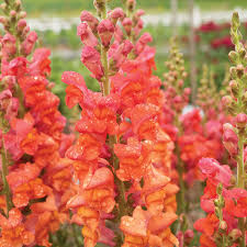 Candy Tops Orange Snapdragon Seeds | 1000+ Seeds | Compact Bright Orange Blooms | Antirrhinum majus | Pollinator-Friendly