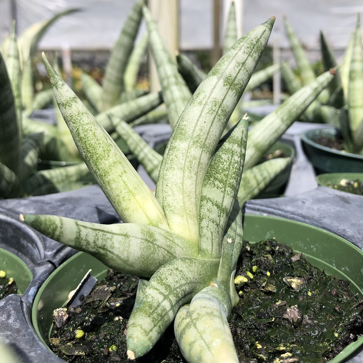 Rooted Succulent 6"-10" Sansevieria Cylindrica Boncellensis Starfish Plant - Tough, Drought-Resistant Ornamental Plant