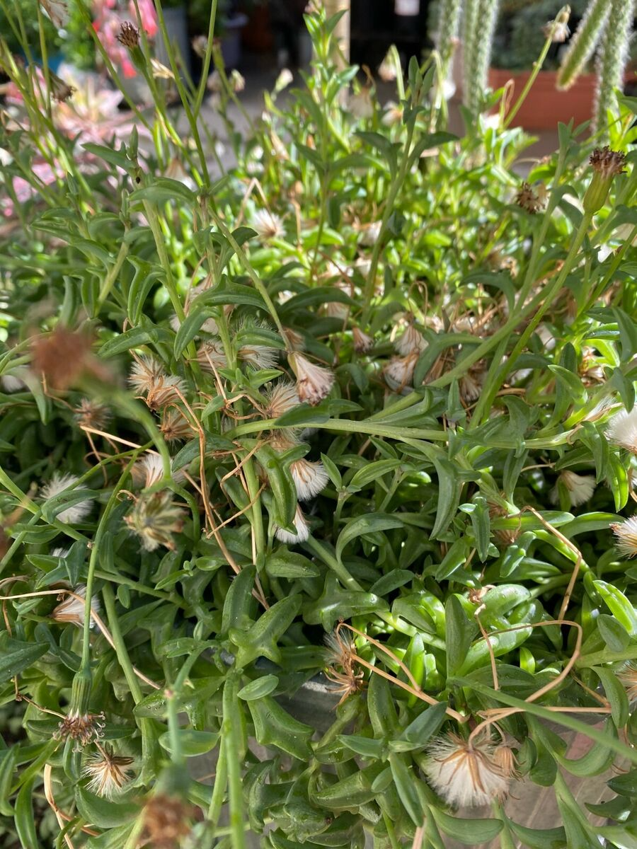 12 Cuttings String of Dolphins Succulent Plant - Senecio peregrinus - 4-8 Inches - Organic, Easy to Grow, Perfect for Home Decor