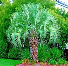 10 Jelly Pindo Palm Tree Seeds, Cold Hardy Tropical Fruit, Butia capitata, Edible Palm, Perfect for Landscaping or Containers