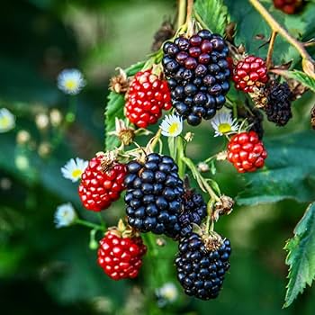 7 Organic Triple Crown Thornless Blackberry Cuttings 6"-10" | Sweet Juicy Berries | Unrooted Starter Plants | Rubus fruticosus