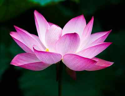 Sacred Lotus Flower Seeds - 5 Edible Aquatic Seeds - Nelumbo nucifera - Pink & White Water Lily for Ponds & Gardens