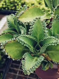 100 Aranto Alligator Plants - Mother of Thousands Succulent - 1-3" Rooted - Kalanchoe daigremontiana - Easy to Grow Succulent