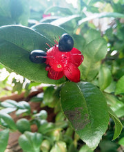 35 Ochna Serrulata Seeds - Mickey Mouse Plant - Yellow Flowers for Bonsai & Tropical Gardens - Hardy Zones 9-11