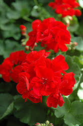 Geranium Plug 2.5" Zonal 'Patriot Bright Red' Live Plant - Pelargonium × hortorum, Hardy Garden Flower for Containers & Bedding