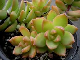 Sedum Adolphi Golden Glow Cuttings - 3 Live Yellow-Green Succulent Cuttings with Orange-Red Highlights, Sedum adolphi