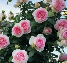 Pink Garden Rose Cutting 5-8 Inches | Climbing Rose (Rosa spp.) | Ideal for Propagation & Garden Planting