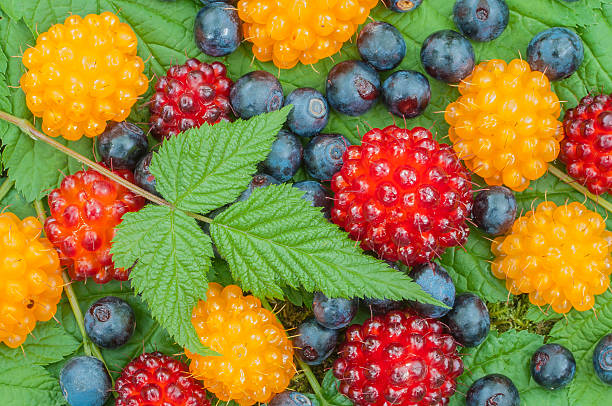 Salmonberry Rooted Cuttings 4-5" | Rubus spectabilis | Edible Berry, Native Shrub, Hardy Perennial for Gardening and Landscaping
