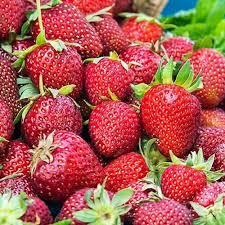 Everbearing Strawberry Plants Pack of 12 "Albion" Bare Root (Fragaria x ananassa) for Zones 4-9, High Yield, Disease-Resistant