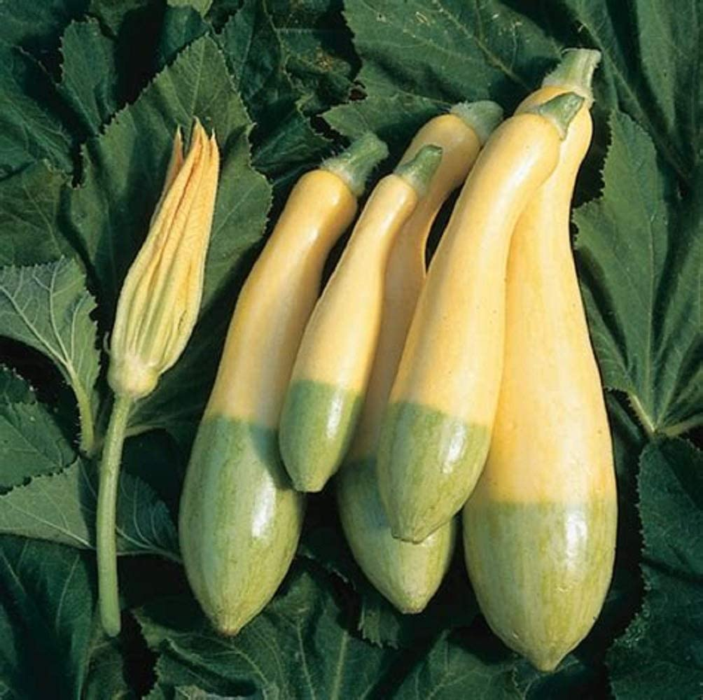 Zephyr Squash Seeds - 25+ USA Grown Seeds - Summer Squash - Cucurbita pepo - Easy to Grow for Garden or Container