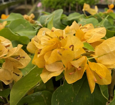 Topaz Gold Bougainvillea Starter Plant | Rare Well-Rooted Plug | Bright Yellow Blooms | Bougainvillea spp. | USDA Zones 9+