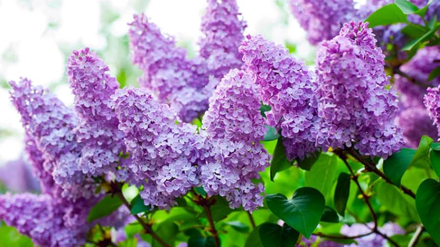 Live Bare Root Lilac Bush 10"-14" - Fragrant Purple Flowers, Old Fashioned Lilac (Syringa vulgaris) for Zones 3-7