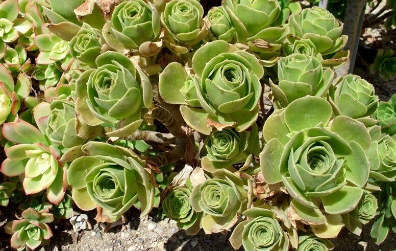 Aeonium Balsamiferum Cutting 4" Unrooted Succulent Plant | Unique Broccoli Shape | Easy to Grow | Drought Tolerant