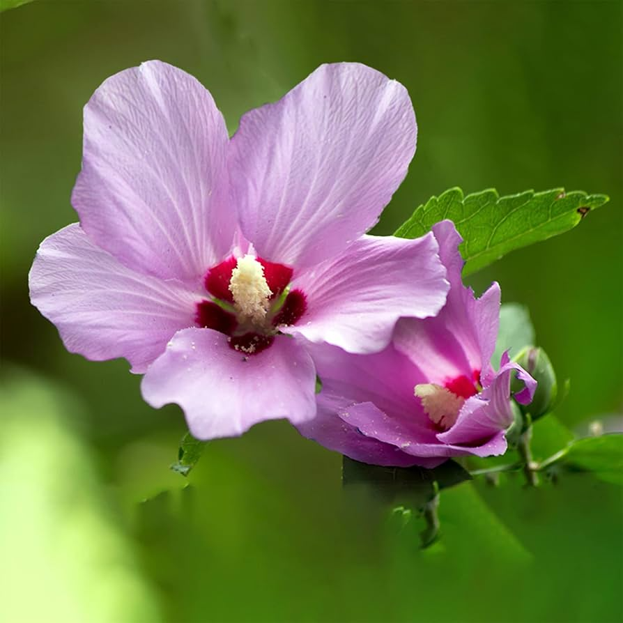 2 Organic Rose of Sharon Hibiscus Plants with Roots - Hardy Flowering Shrubs - Pink, White, Purple - Hibiscus syriacus