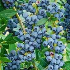 Blueberry Plant Rooted Cutting Live Bare Root Starter Vaccinium spp. Easy to Grow Edible Fruit Bush