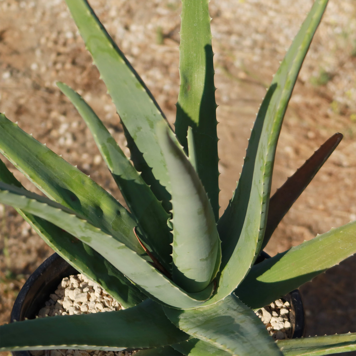 Rooted Aloe Vera Plant - Small Aloe Barbadensis - Easy Care Succulent - Live Plant in Pot - Perfect for Beginners and Gardens