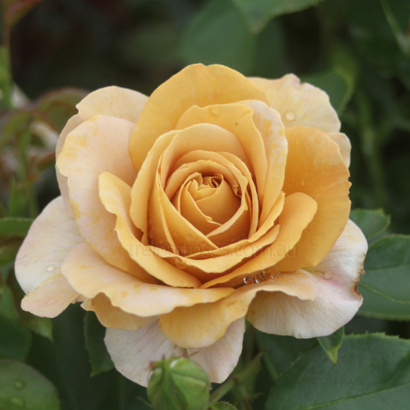 Rare Honey Dijon Rose Cuttings | 3 Fresh Unrooted Cuttings | Fragrant Caramel-Peach Blooms | Rosa ‘Honey Dijon’