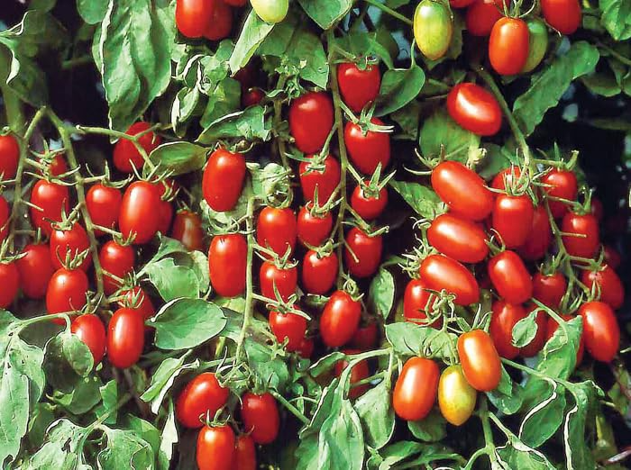 30 Baby Roma Tomato Seeds - Heirloom Sweet Juicy Mini Plum Tomatoes - Solanum lycopersicum - High-Yield for Garden Fresh Flavors