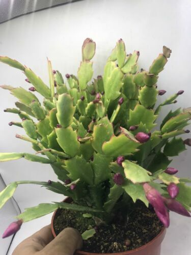 Christmas Cactus Cuttings (5pcs) - Schlumbergera Truncata - Easy Propagation Starter Plants for Indoor or Outdoor Blooming