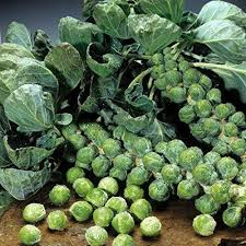 Brussels Sprouts Seeds 1g - Heirloom Catskill Variety, Cold Hardy, High Yield, Compact Growth, Brassica oleracea var. gemmifera