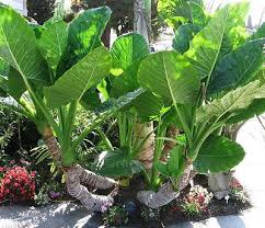 Borneo Giant Elephant Ear Seedlings - 3 Pack - Alocasia Macrorrhiza - Fast-Growing Tropical Plants for Indoor & Outdoor Gardens