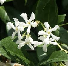 Star Jasmine Cuttings - 7 Live 6” Unrooted - Fragrant Evergreen Vine, Fast-Growing, Flowering Plant - Trachelospermum Jasminoides