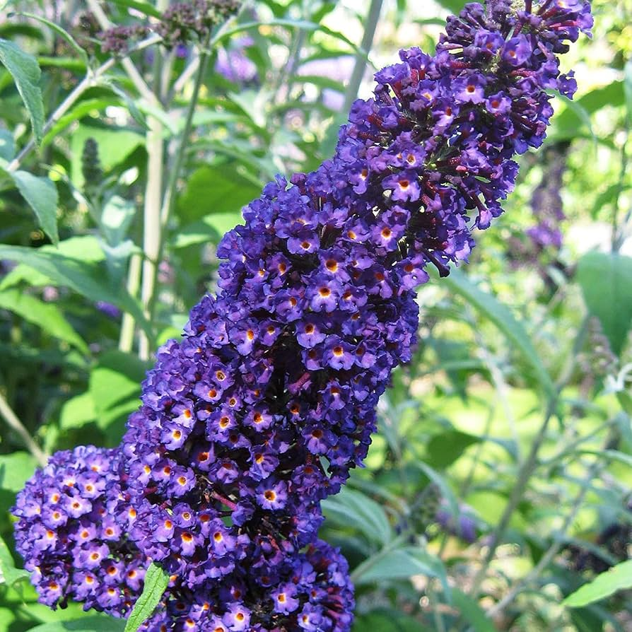 Buddleja Davidii Cuttings | 7 Live 6” Unrooted Purple Butterfly Bush | Fast-Growing, Fragrant, Pollinator-Friendly Shrub