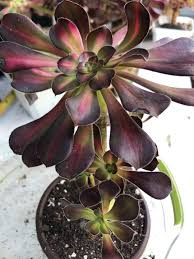 Aeonium Sunset Glow Cutting | 2.5" Head | Unique Succulent | Easy to Grow | Drought Tolerant | Aeonium spp.