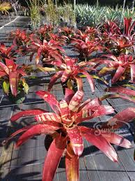 Bromeliad Starter Plant Neoregelia Gazpacho Red Orange Leaves Live Seedling Indoor Outdoor Exotic Tropical Plant